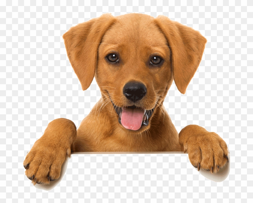 happy dog png