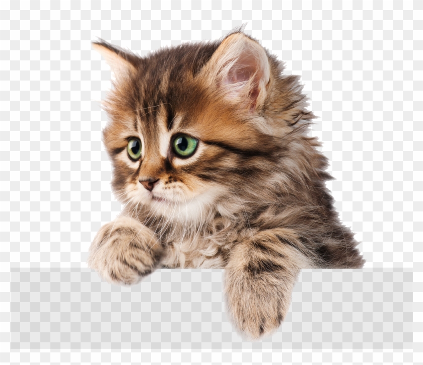 Kittens Transparent Happy - Открытки С 8 Марта С Кошками Clipart #5785744