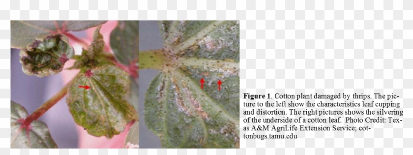 Type Of Abiotic Damage, And The Article Can Be Found - Plant Pathology Clipart