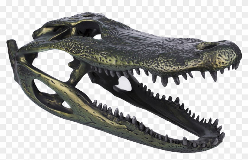Alligator Skull - Fang Clipart