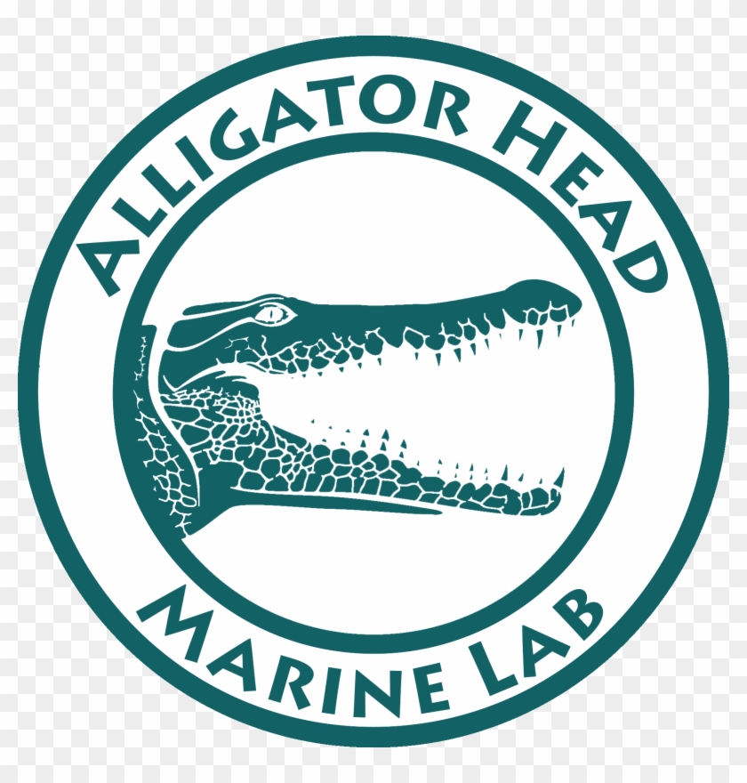 The Alligator Head Marine Lab, The Research Arm Of - Alligator Head Foundation Clipart