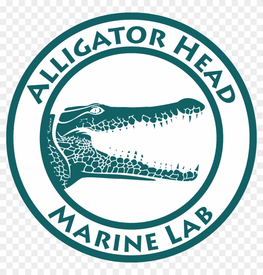 The Alligator Head Marine Lab, The Research Arm Of - Alligator Head Foundation Clipart #5787209