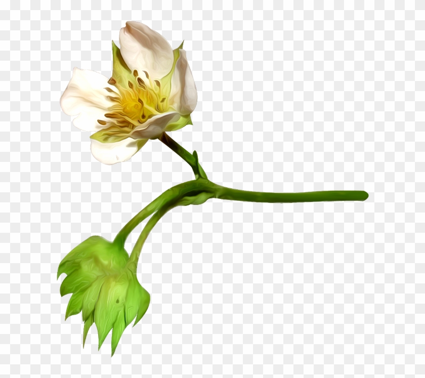 Flower, Petal, Cotton, Plant Png Image With Transparent - Cotton Flower Bud Png Clipart