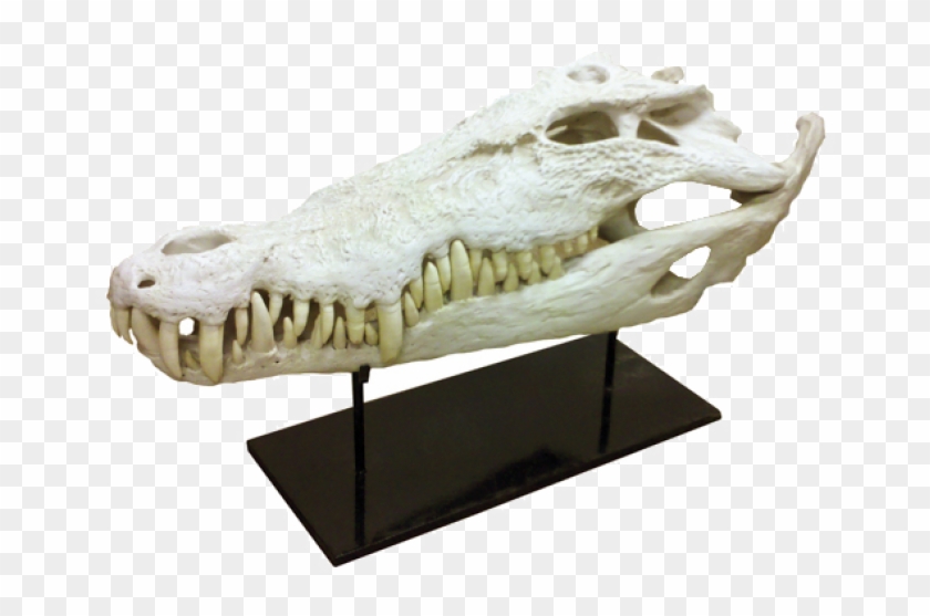 Alligator Clipart #5787295