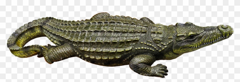 Structure Of A Crocodile Clipart