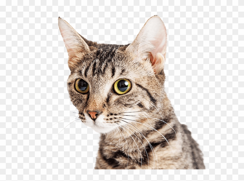 4 Cats Png - Cat Looking To The Side Clipart