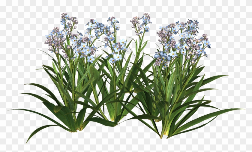 Free High Resolution Graphics And Clip Art - Transparent Png Garden Flowers #5790050