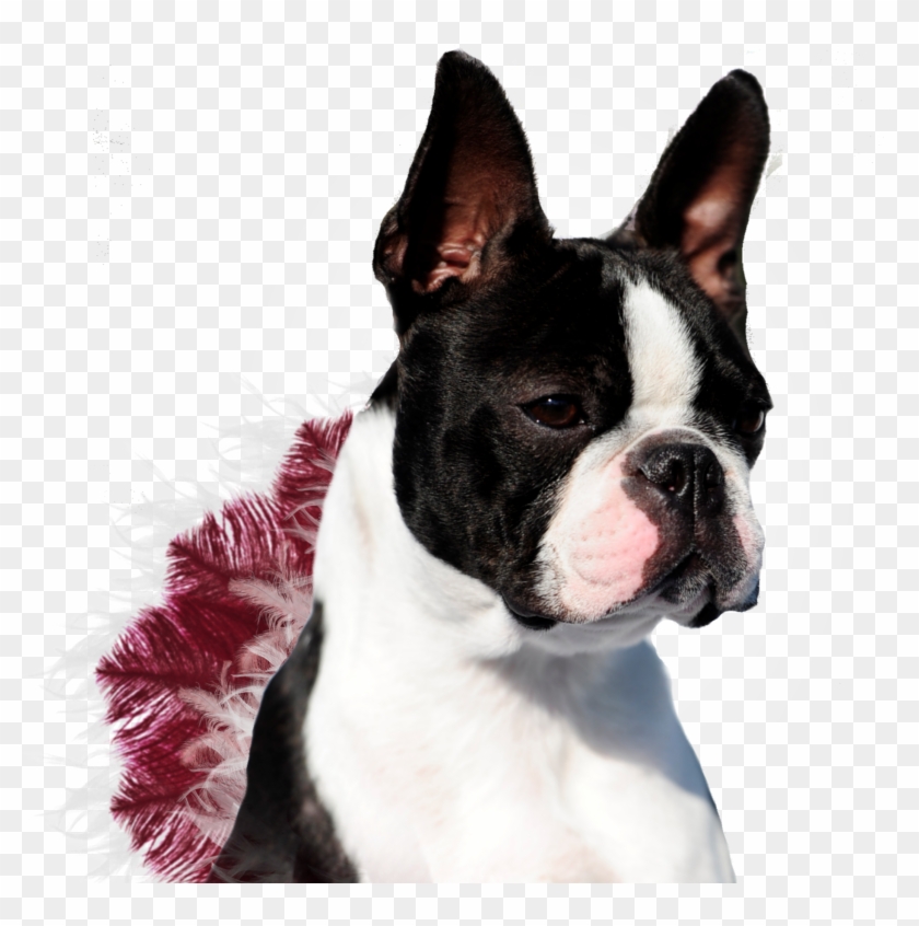 Boston Terrier Clipart