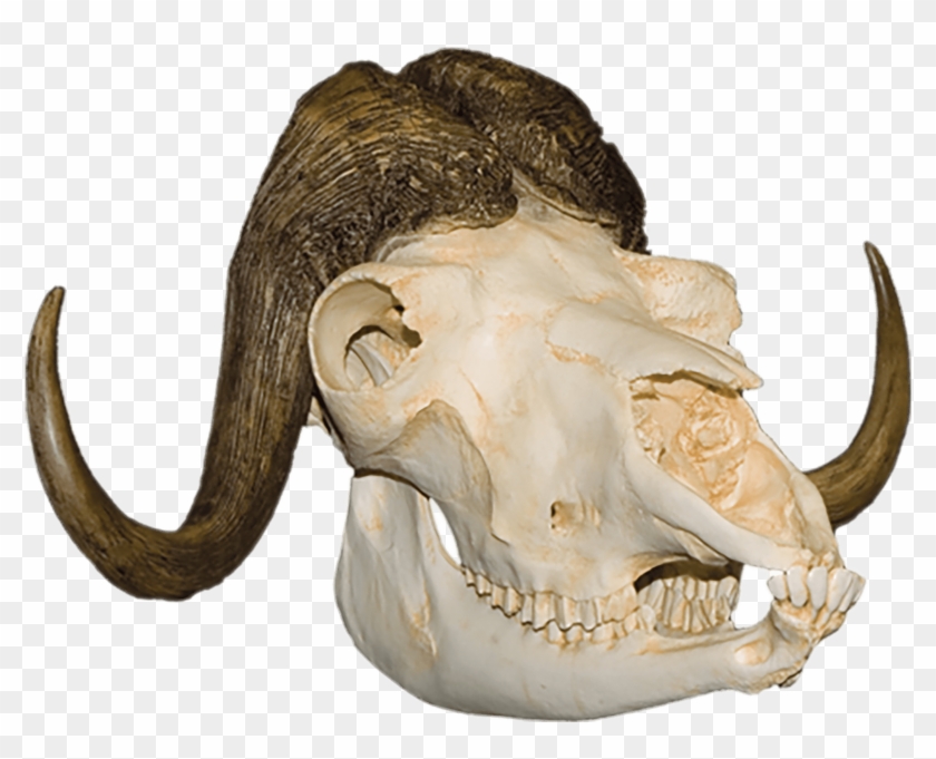 Download - Skull Clipart #5798350