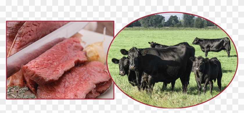 Aberdeen Angus Cattle And Beef - Black Angus Rund Clipart #5798821