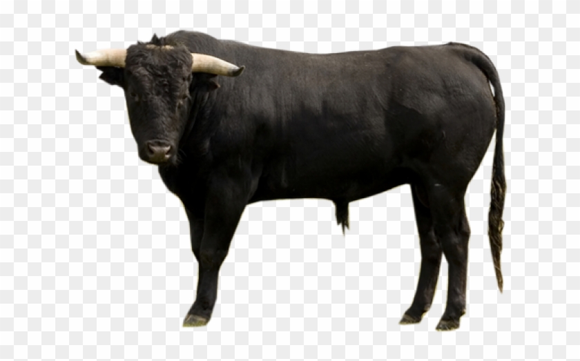 Ox Clipart Transparent - Bull Offerings In Leviticus - Png Download