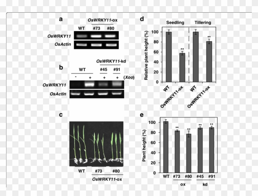 Analysis Of Oswrky11 Ox And Rnai Plants - Computer Program Clipart #5799421