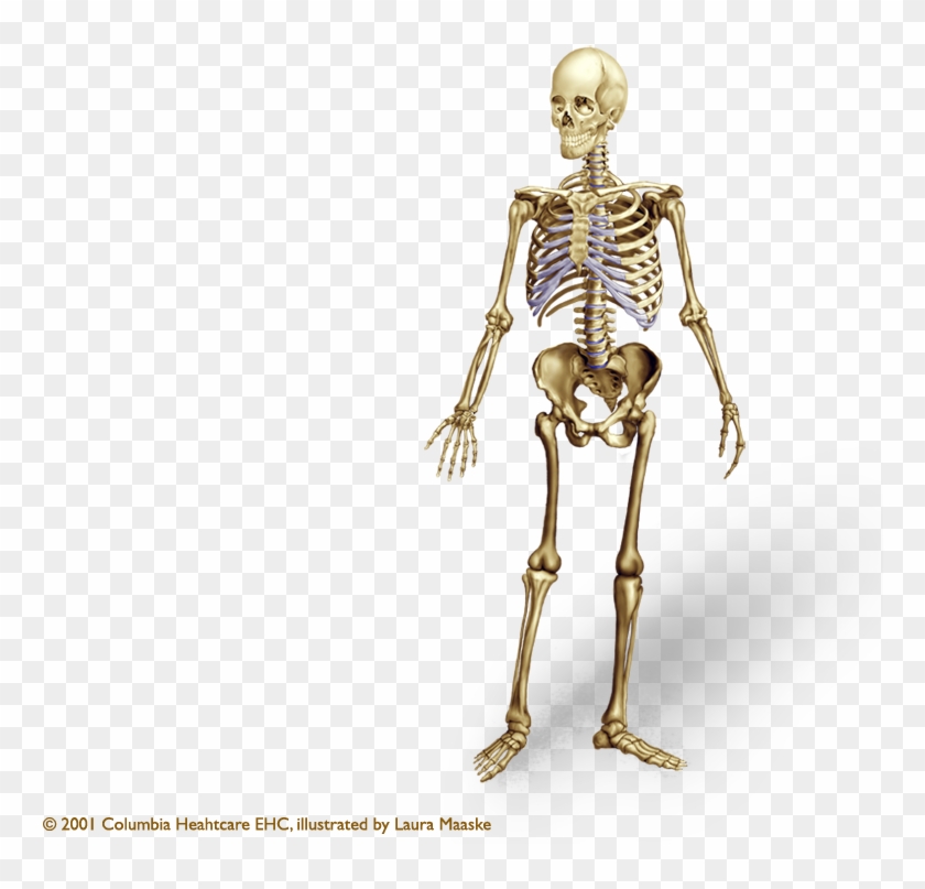 Human Skeleton Png Clipart