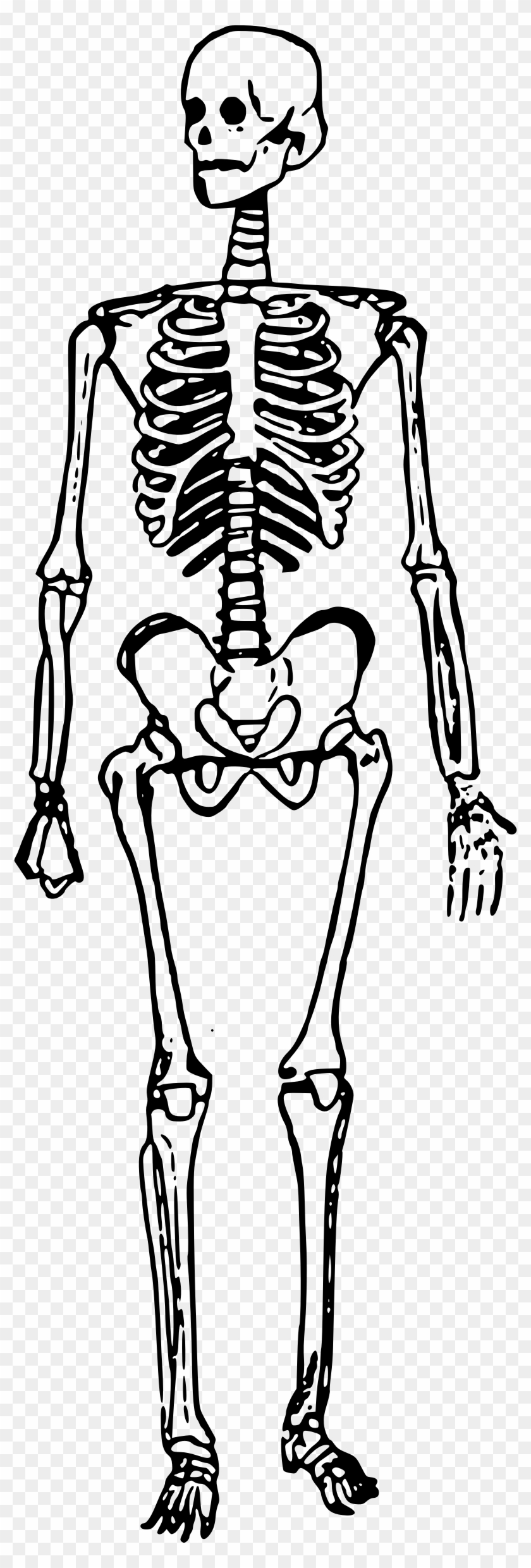 796 X 2400 1 - Skeleton Clipart Standing - Png Download #580032