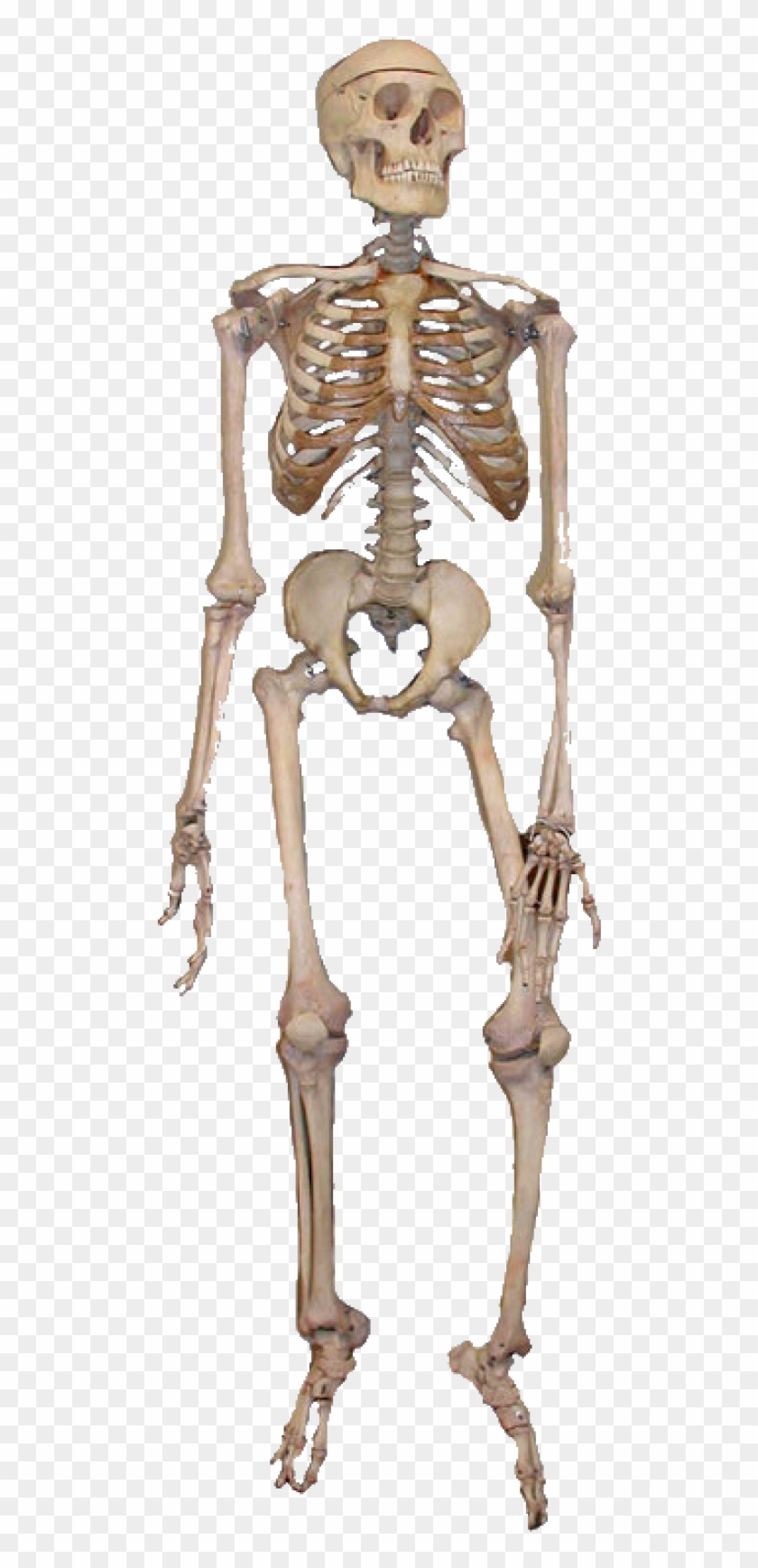 Skeleton Png Free Download - Full Diagram Of The Bones Of The Human Body Clipart #580227