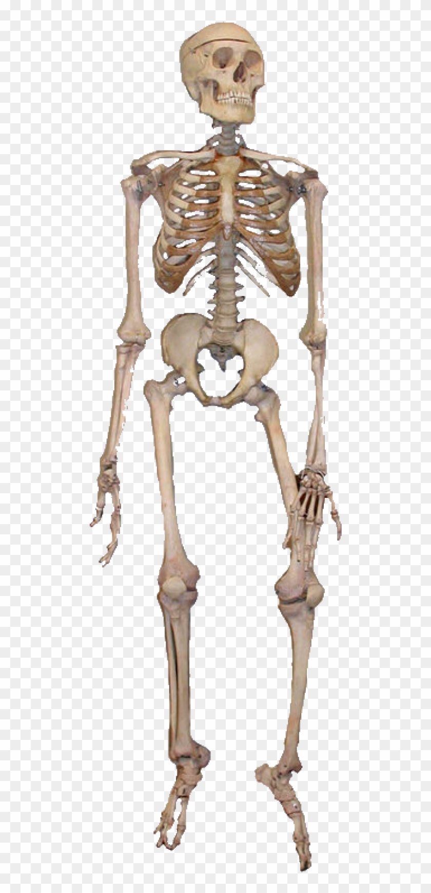 Skeleton Png Free Download - Full Diagram Of The Bones Of The Human Body Clipart
