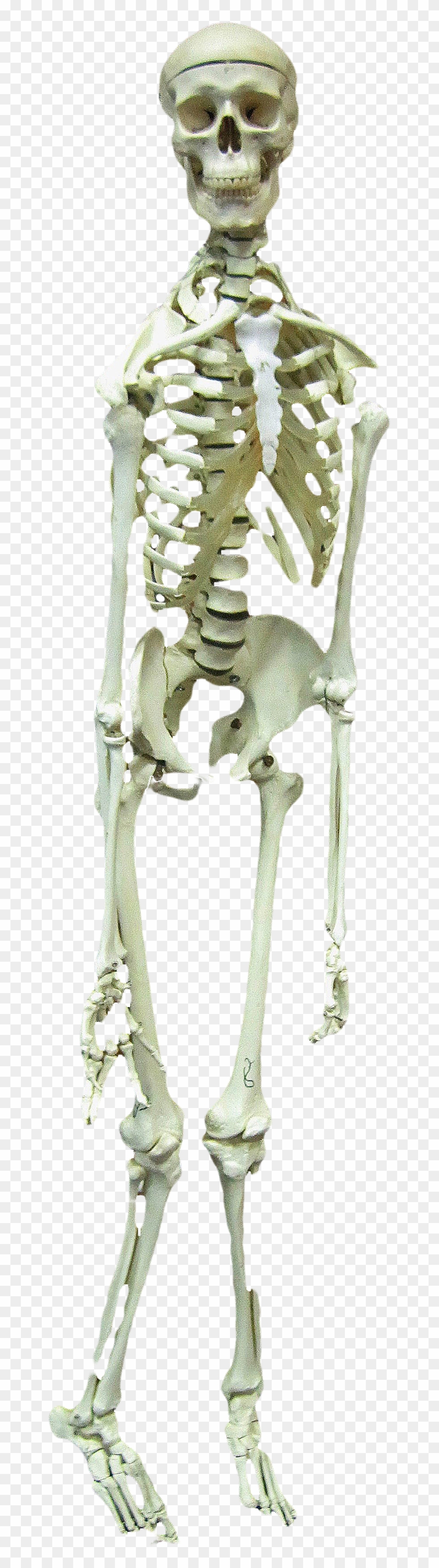 Skeleton Clipart