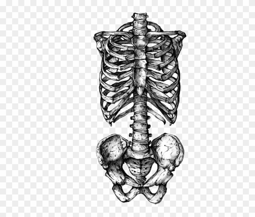 Skeleton Png Tumblr - Rib Cage Skeleton Tattoo Clipart #580588