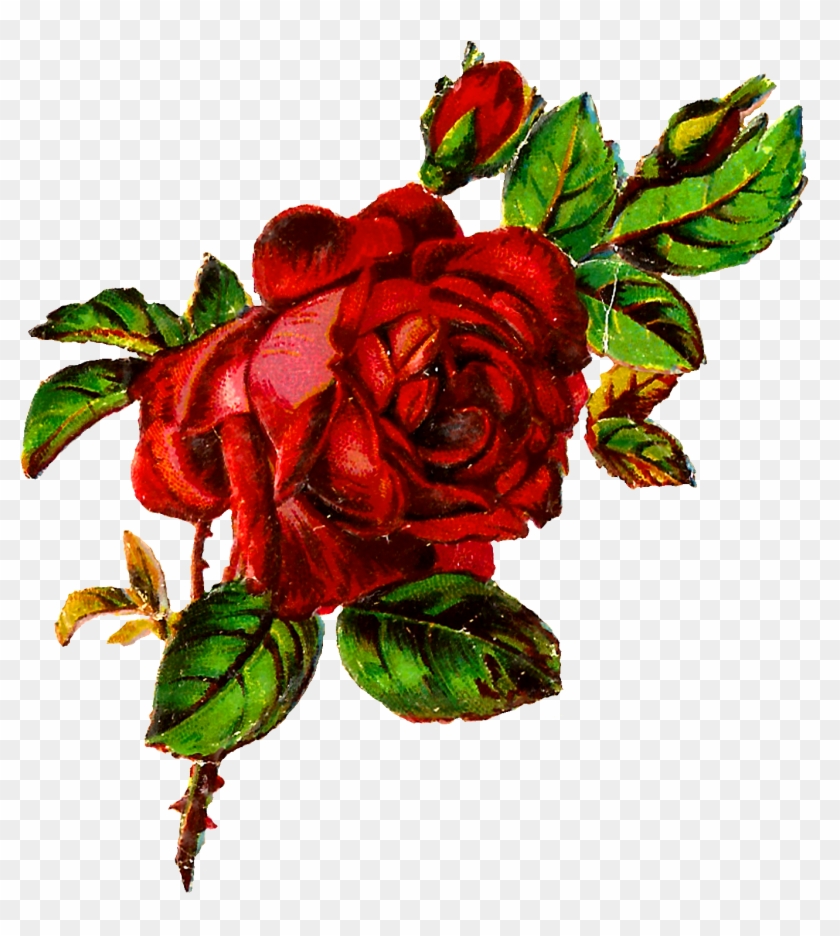 Digital Shabby Rose Image Download - Roses Art Png Clipart #580672