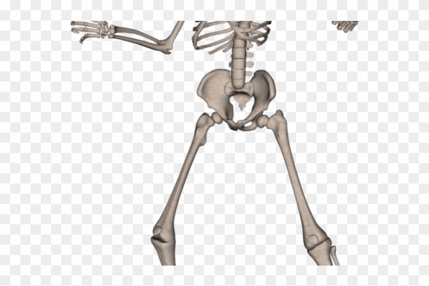 Skeleton Png Transparent Images - Skeleton Png Free Download Clipart #580956