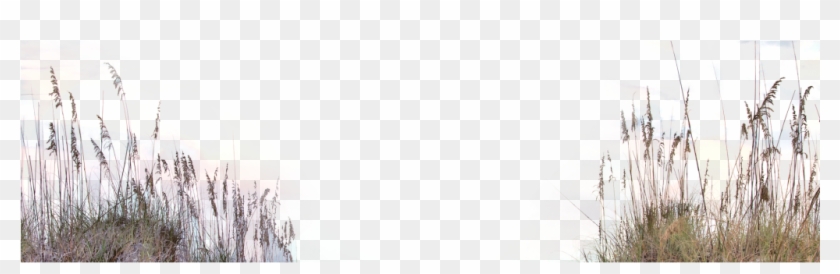 Transparent Beach Grass Png Clipart