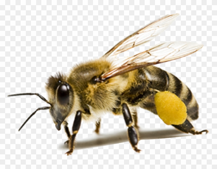 Bee Png Hd - D&d Bee Clipart #582928