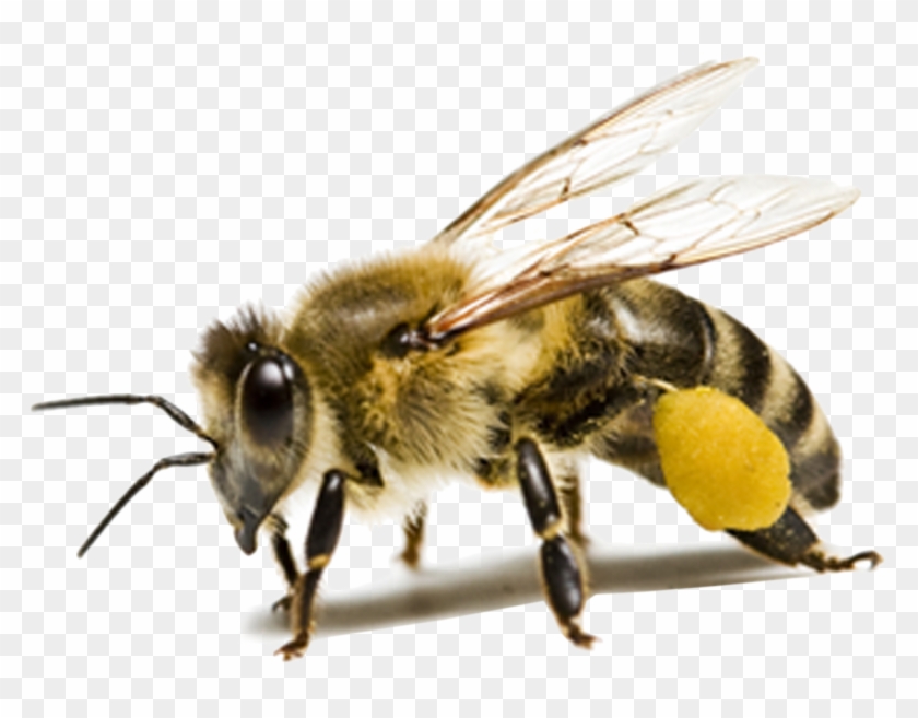 Bee Png Hd - D&d Bee Clipart