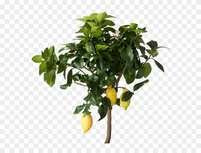 Images Of Spacehero Png Free Cutouts For - Lemon Tree Transparent Background Clipart