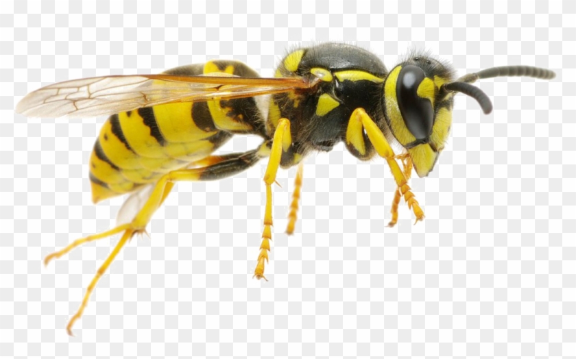 Wasp Png Transparent Image Clipart #583361
