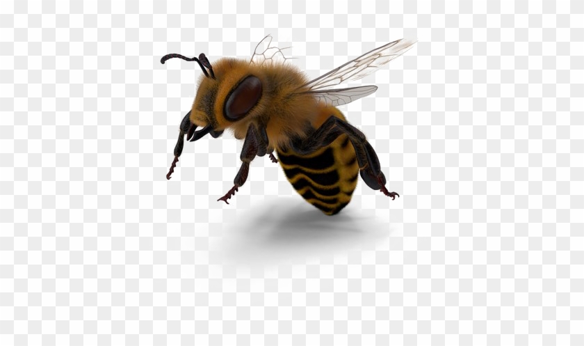 Bee Png Image - Honeybee Clipart #583720