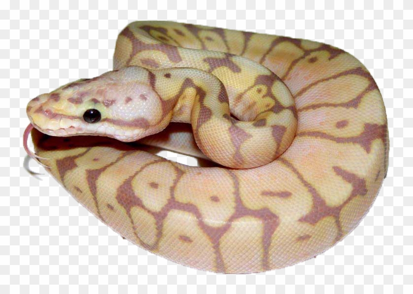 Coral-bee - Coral Bee Clipart