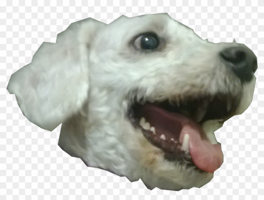 Doge Head Png Clipart