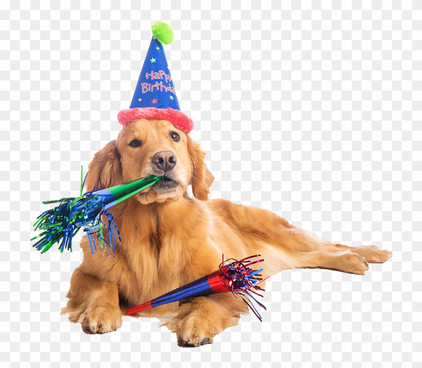 Birthday Dog Png Transparent Birthday Dog - Birthday Dog Clipart #585088