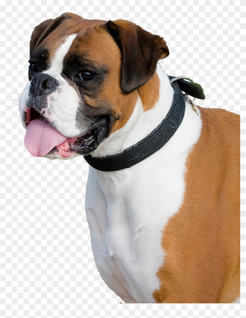 Boxer Dog Png Transparent Image - Dog Png Clipart