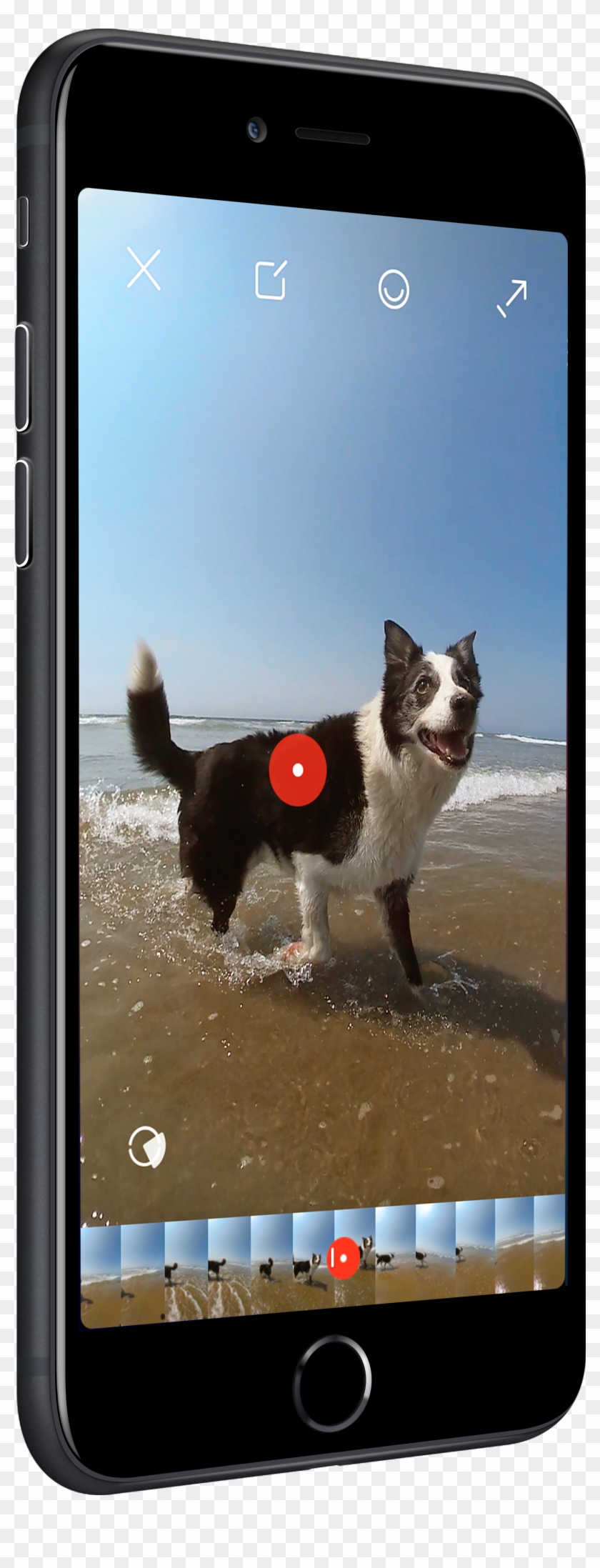 Get The App - Dog Catches Something Clipart