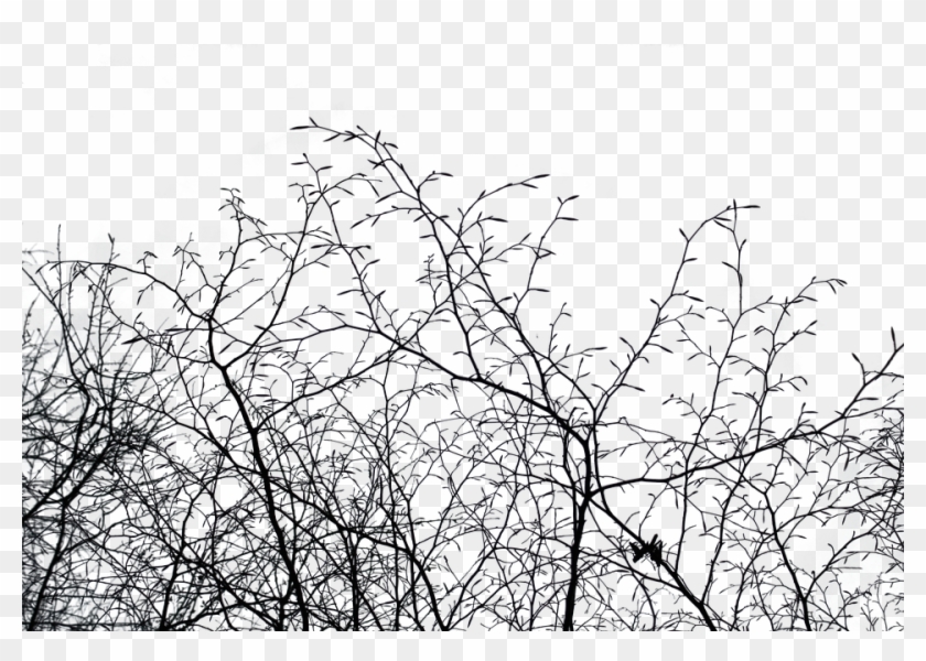 Aesthetic, Isolated, Nature, Tree, Cut Out, Autumn - Black And White Fall Aesthetic Clipart #586096