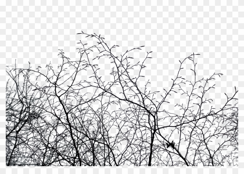 Aesthetic, Isolated, Nature, Tree, Cut Out, Autumn - Black And White Fall Aesthetic Clipart
