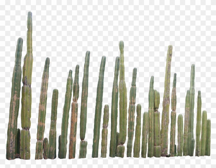 Cactus Png Picture - Cactus Png Clipart #586522