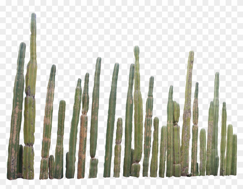Cactus Png Picture - Cactus Png Clipart
