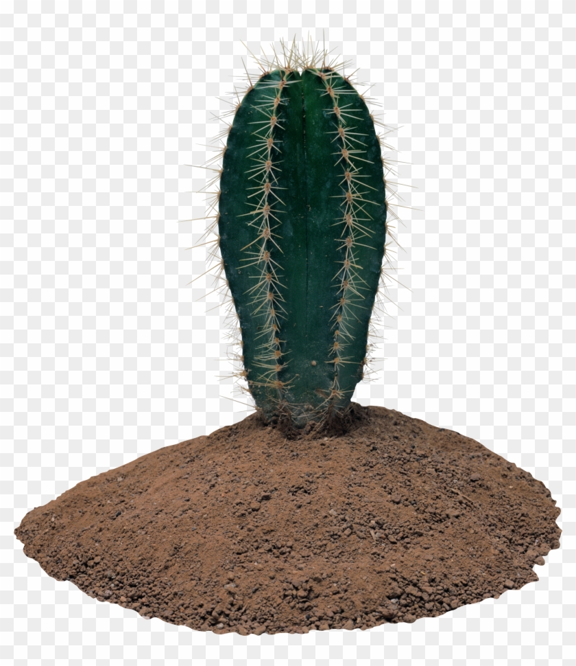 Cactus Clipart