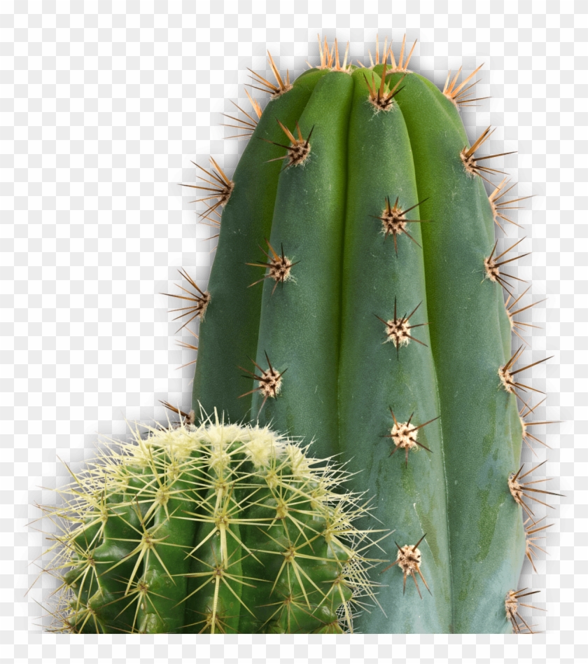 Download - Cactus Png Transparent Clipart