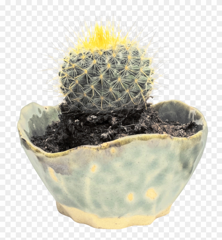 Hedgehog Cactus Clipart