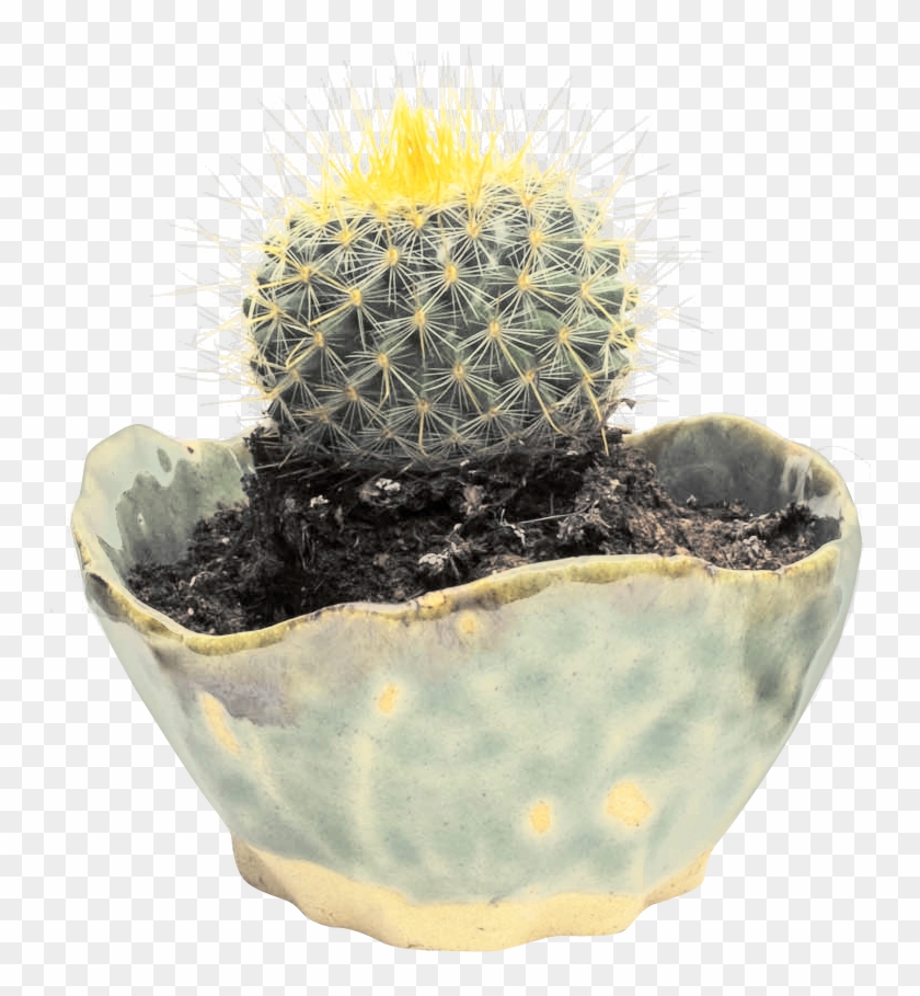 Hedgehog Cactus Clipart #587094