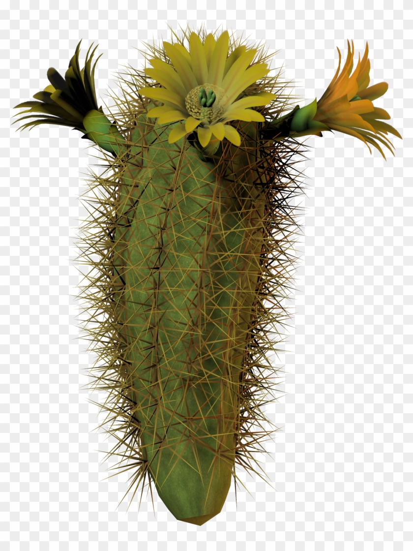 Image - Cactus With Flower Png Clipart