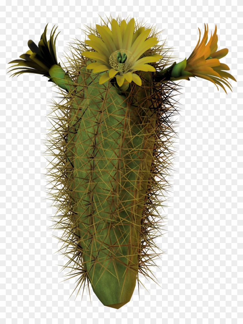 Image - Cactus With Flower Png Clipart #587289