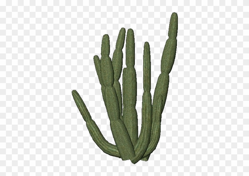 Cactus Transparent Png Images Free Download Organ Pipe - Organ Pipe Cactus Png Clipart #587485