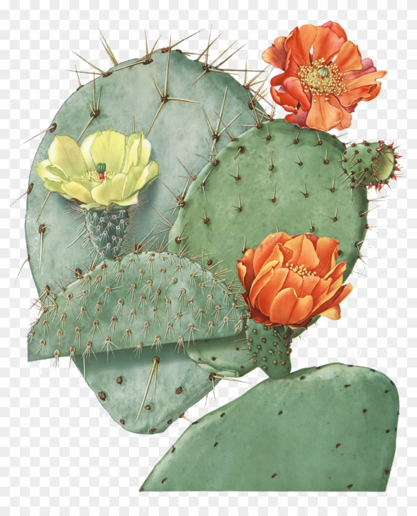 Opuntia22 Filtered Tk Cactus Blossoms, Cactus Flower, - Opuntia Ficus Indica Clipart #587520