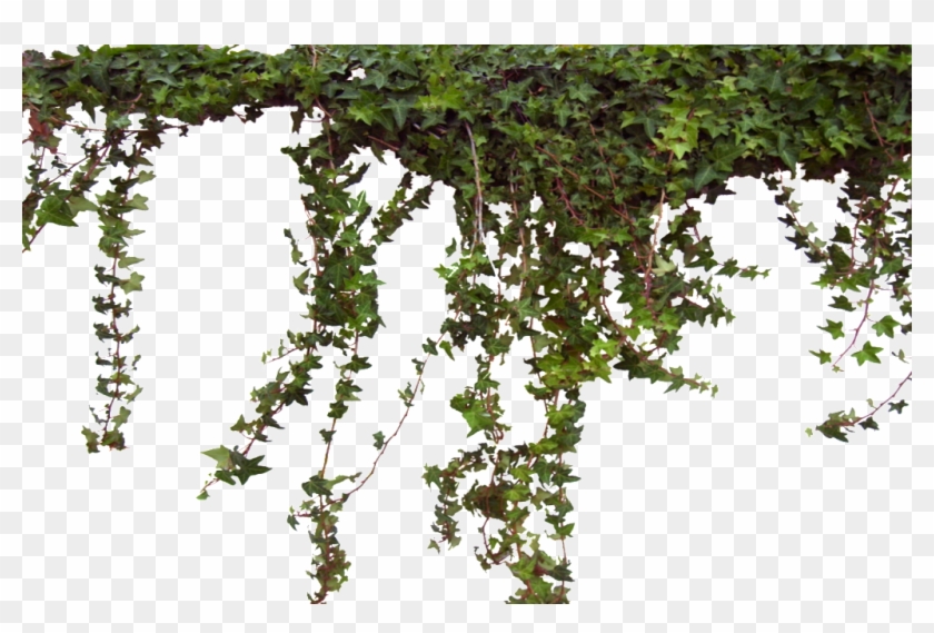 Photo Ivy0062 4 L 1 1 - Plantas Png Clipart