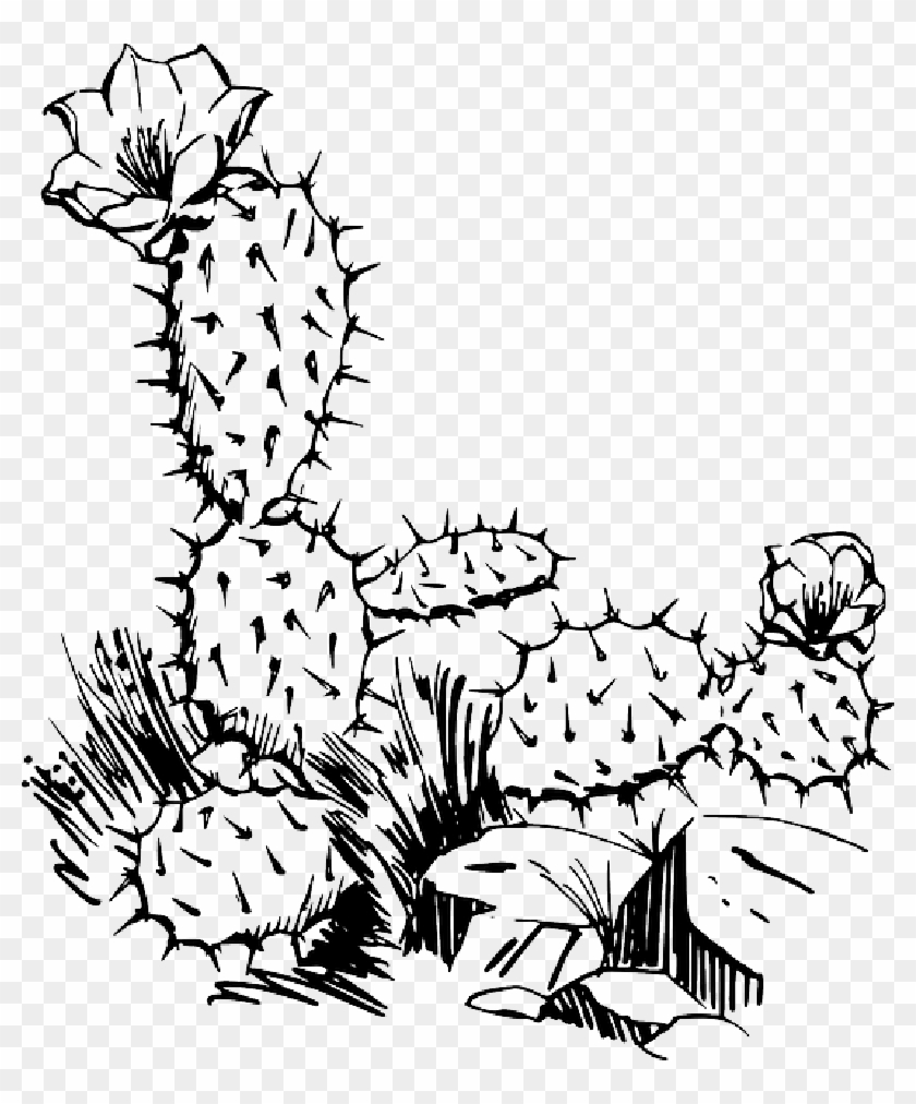 Cactus Drawing Png - Carinewbi