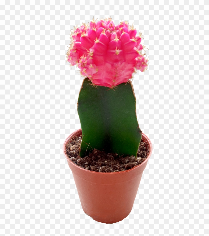 Weberocereus Clipart